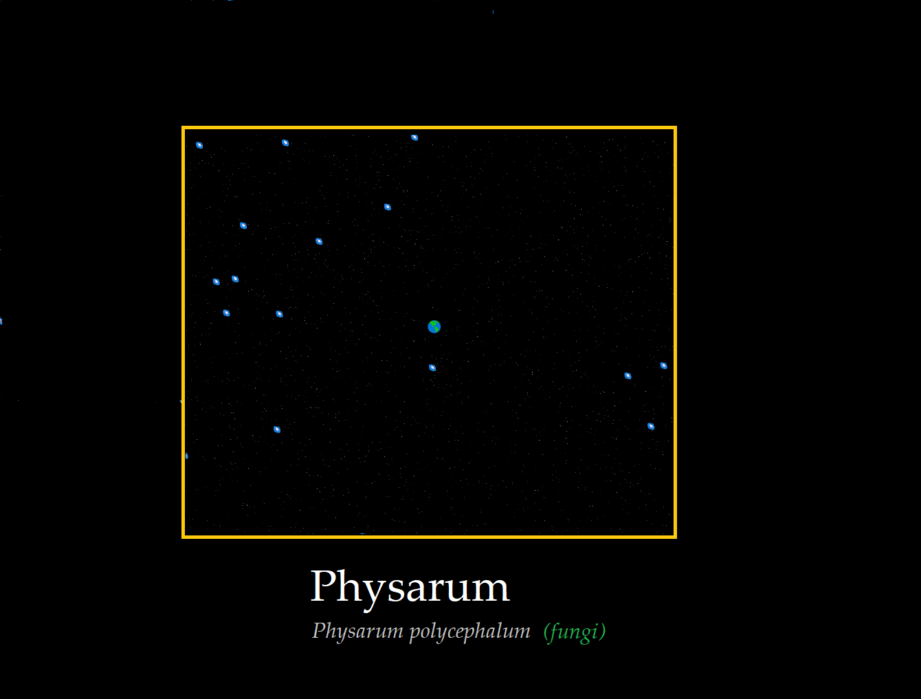 Physarum Project Image